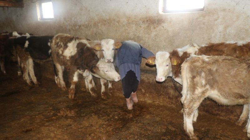 Erzincan'ın Kahraman Ninesi: 40 Yıldır Her Sabah 04:00'da Hayvanlarına Bakıyor 7