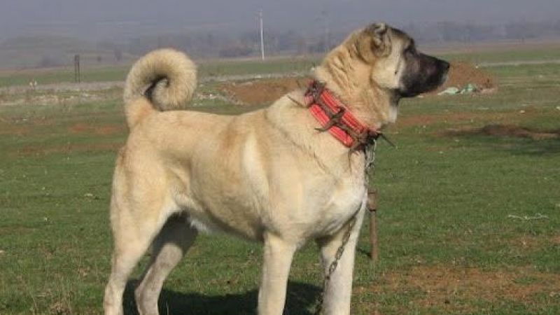 Kangal Çoban Köpeği: Türkiye’nin Gururu, Dünyanın En Cesur Çoban Köpeği 2