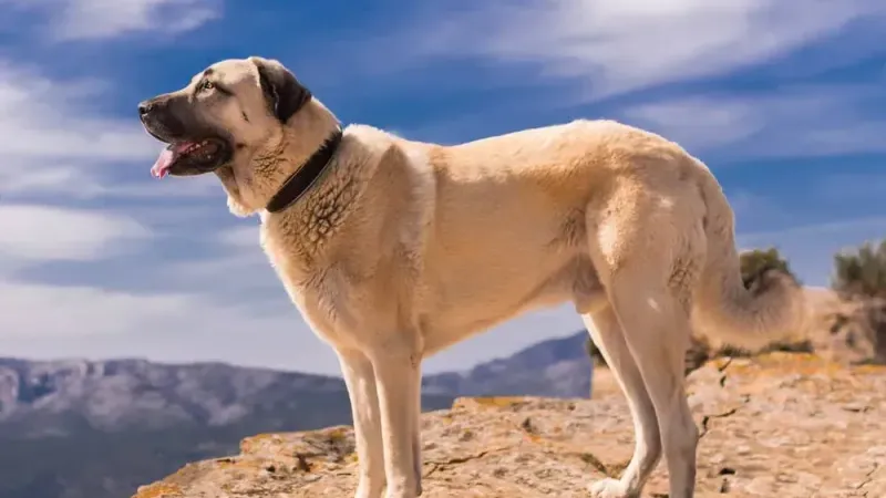 Kangal Çoban Köpeği: Türkiye’nin Gururu, Dünyanın En Cesur Çoban Köpeği 5