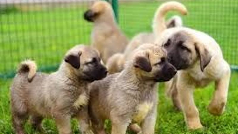 Kangal Çoban Köpeği: Türkiye’nin Gururu, Dünyanın En Cesur Çoban Köpeği 6