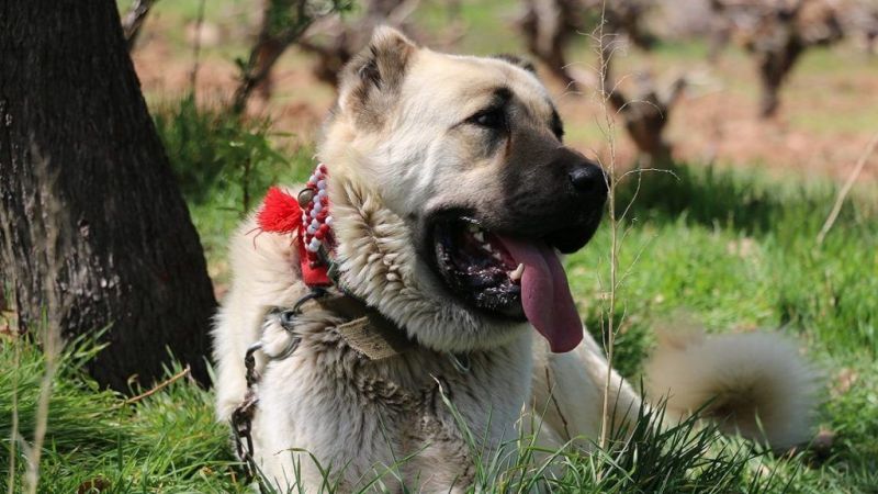 Kangal Çoban Köpeği: Türkiye’nin Gururu, Dünyanın En Cesur Çoban Köpeği 4