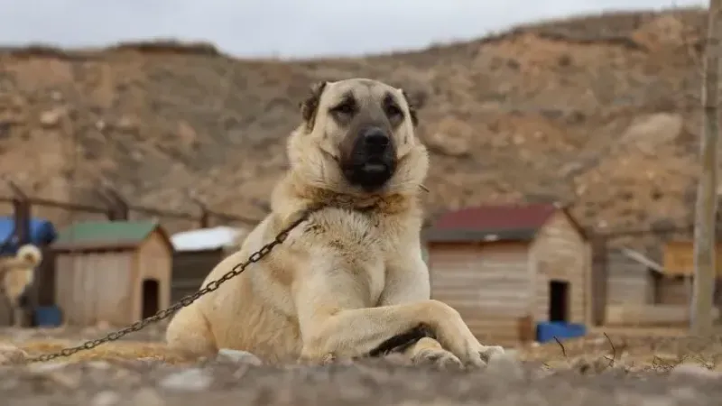 Kangal Çoban Köpeği: Türkiye’nin Gururu, Dünyanın En Cesur Çoban Köpeği 7