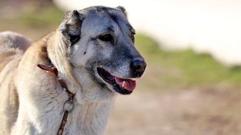 Kangal Çoban Köpeği: Türkiye’nin Gururu, Dünyanın En Cesur Çoban Köpeği 3