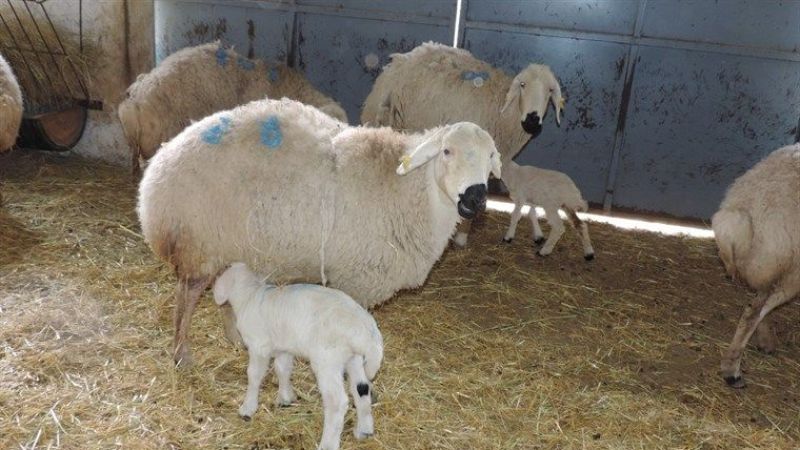 Kangal Koyunu: Akkaraman’ın En İri Yerli Tipi! 2