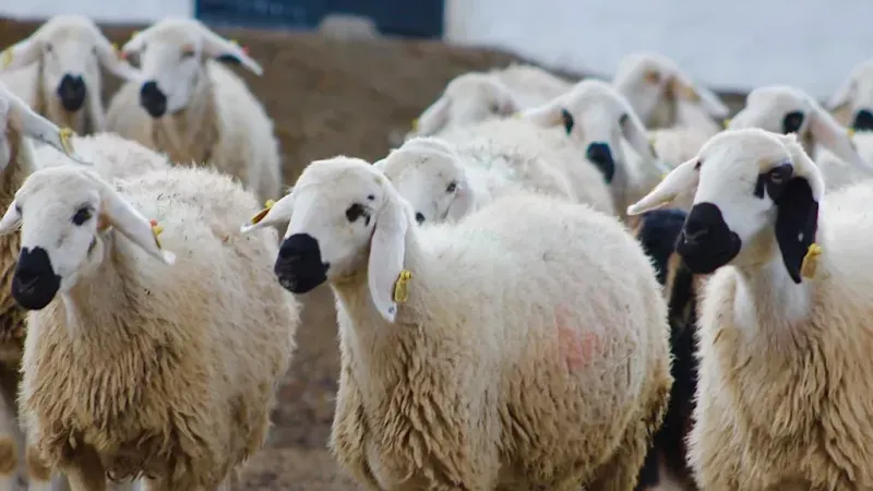 Kangal Koyunu: Akkaraman’ın En İri Yerli Tipi! 4