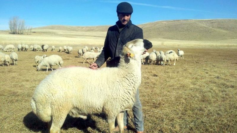 Kangal Koyunu: Akkaraman’ın En İri Yerli Tipi! 7