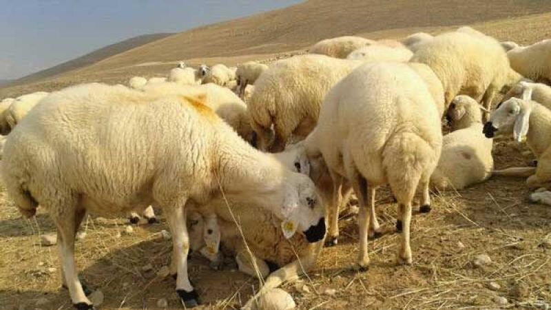 Kangal Koyunu: Akkaraman’ın En İri Yerli Tipi! 1