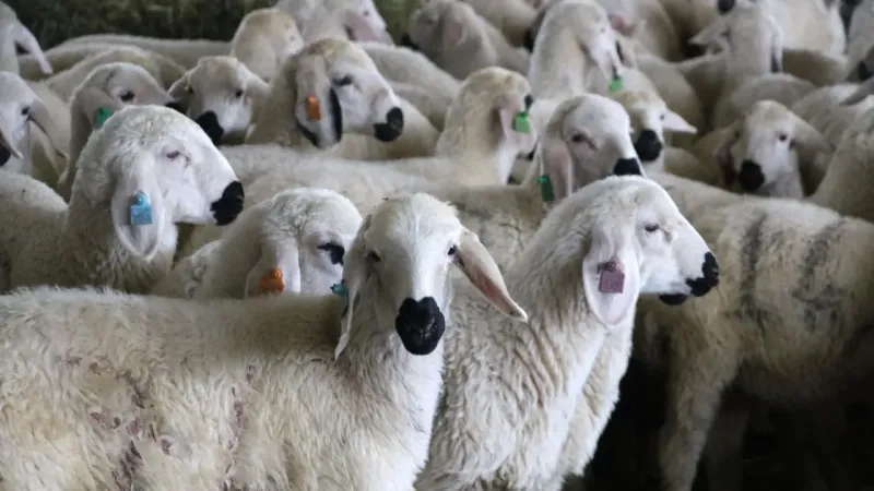 Kangal Koyunu: Akkaraman’ın En İri Yerli Tipi! 5