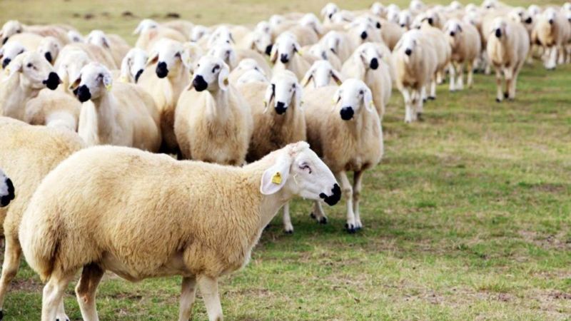 Kangal Koyunu: Akkaraman’ın En İri Yerli Tipi! 6