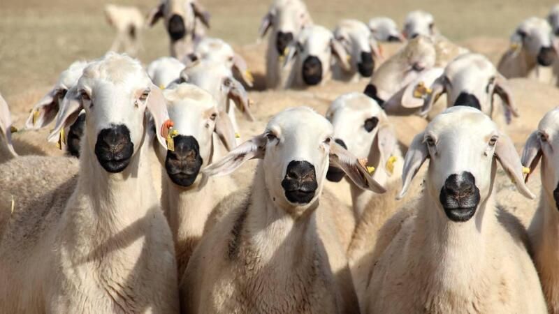 Kangal Koyunu: Akkaraman’ın En İri Yerli Tipi! 3