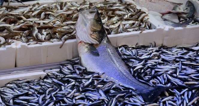 Kasım'da Hangi Balık Yenir? 13