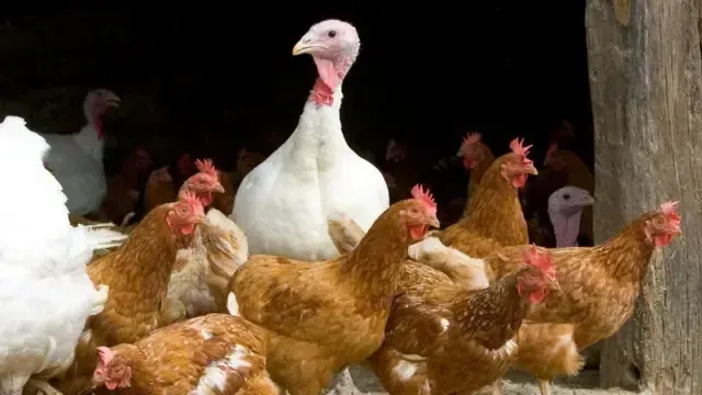 YENİ SALGIN ALARMI!... Ekonomiyi kötü etkilemesinden korkuluyor! 3