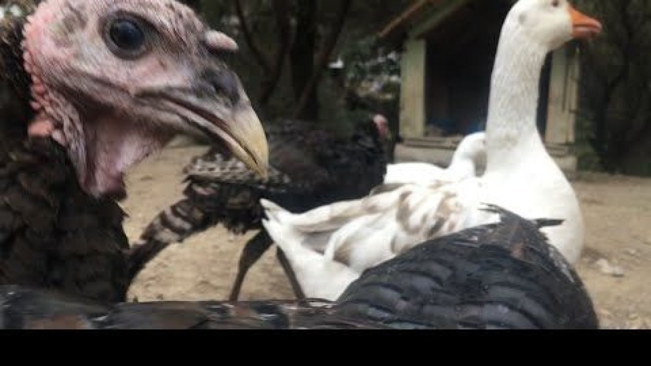 YENİ SALGIN ALARMI!... Ekonomiyi kötü etkilemesinden korkuluyor! 5