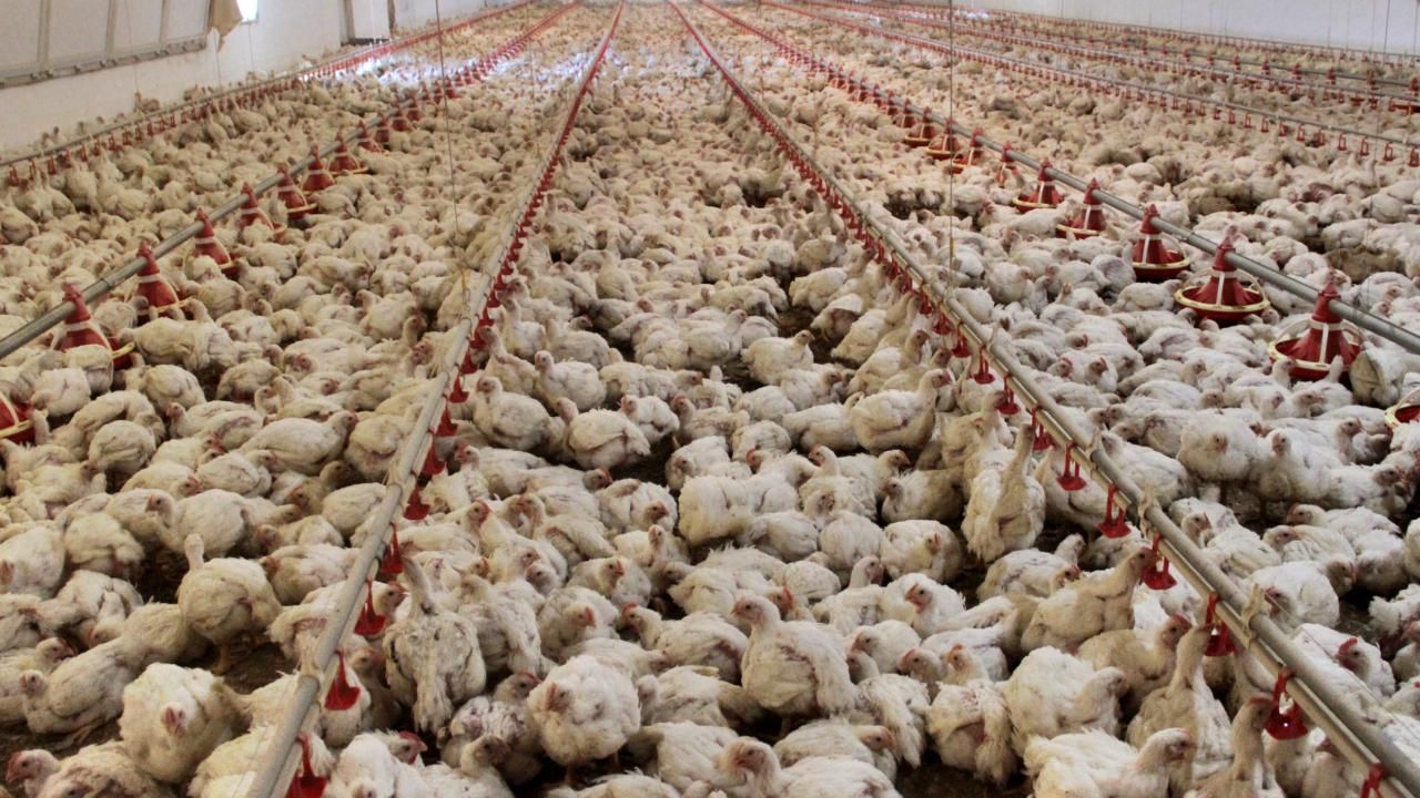 YENİ SALGIN ALARMI!... Ekonomiyi kötü etkilemesinden korkuluyor! 2