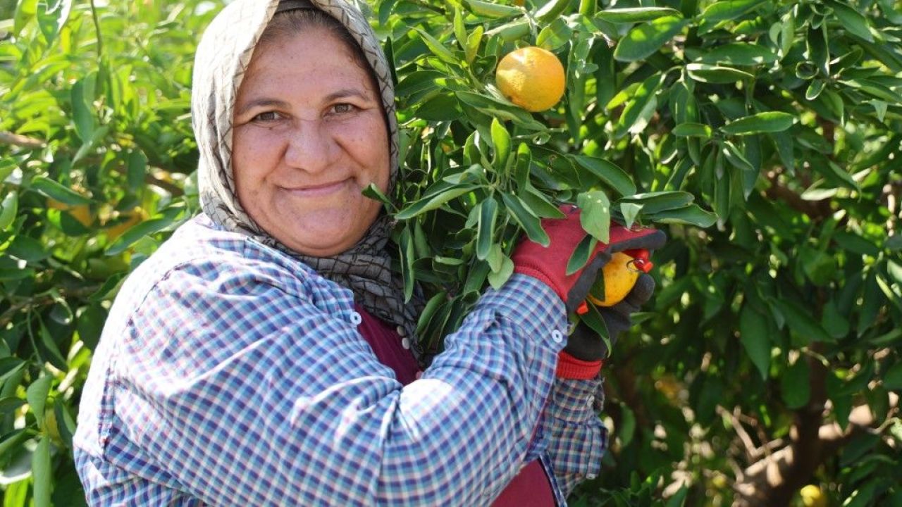 Mandalina 8 TL’ye kadar düştü 5