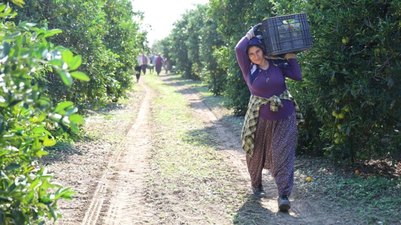 Mandalina 8 TL’ye kadar düştü 3