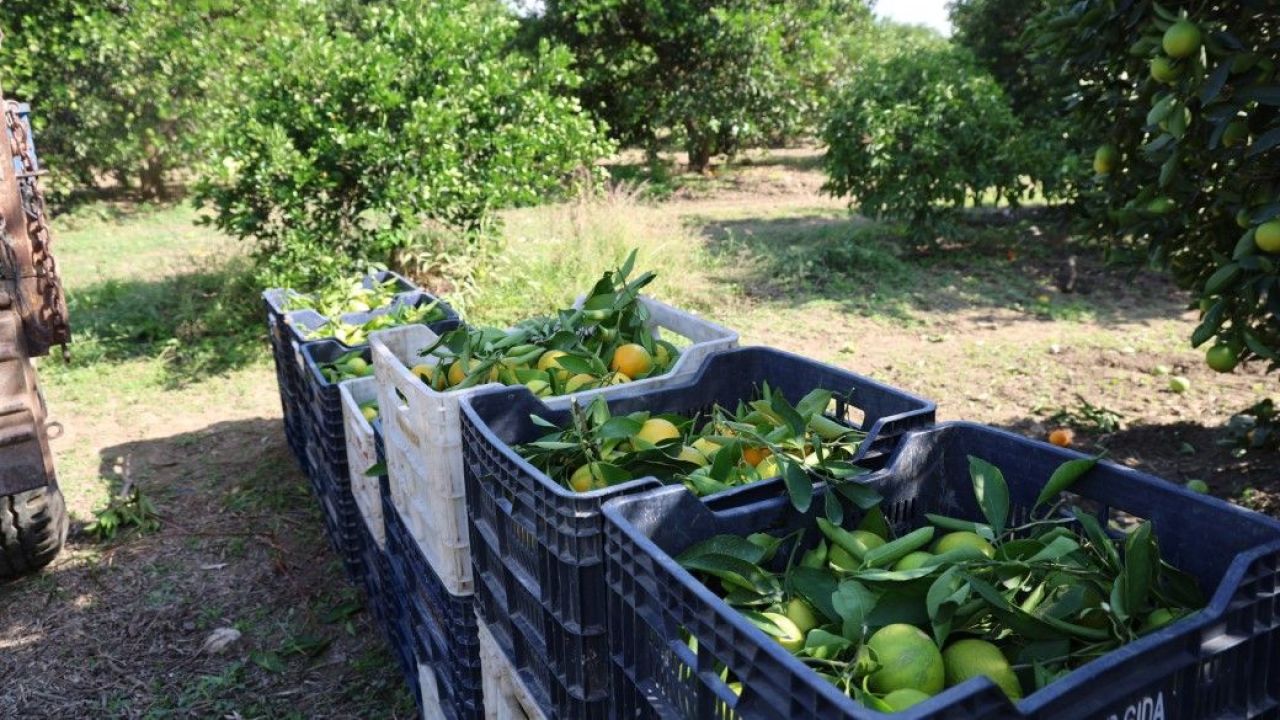 Mandalina 8 TL’ye kadar düştü 1