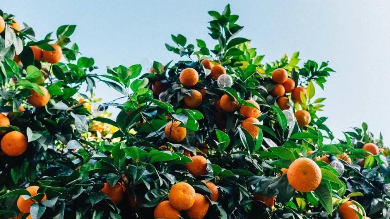 Mandalina 8 TL’ye kadar düştü 2