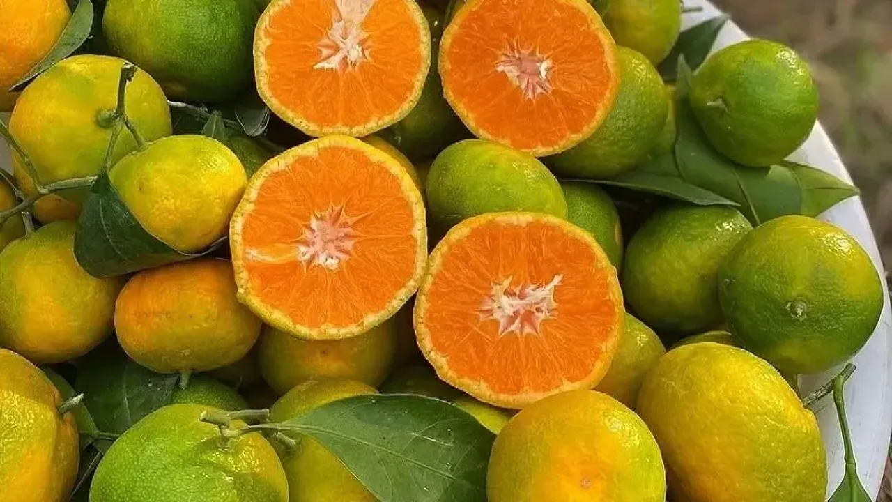 Mandalina 8 TL’ye kadar düştü 4
