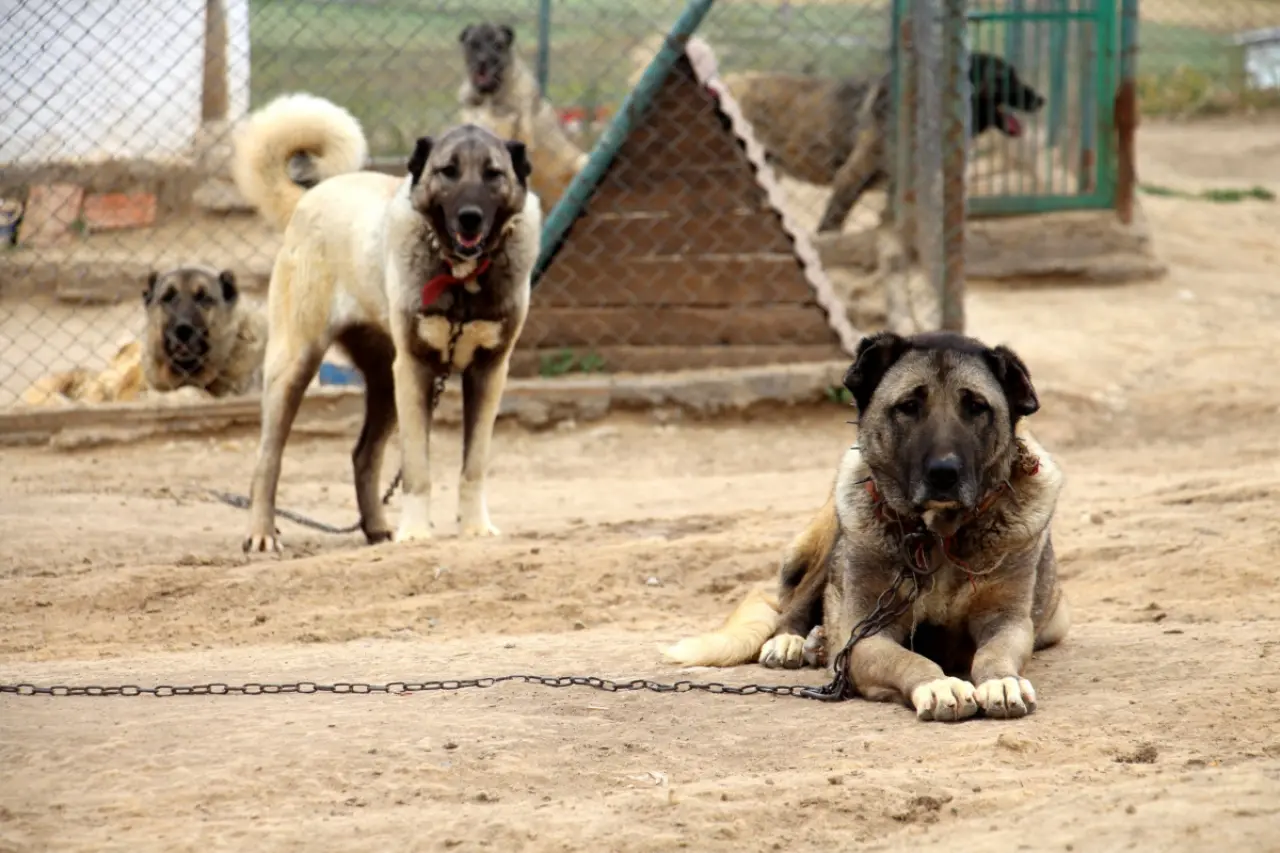 Osmanlı Kangal Köpeğini Savaşta Kullanmış! 12