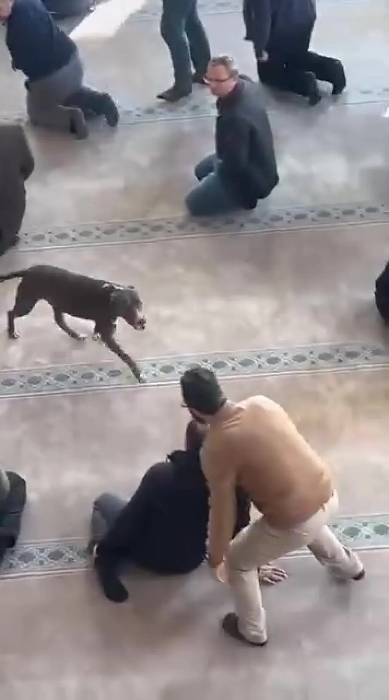 Kocaeli’de cuma namazı vakti camiye pitbull girdi! Cemaat korku dolu anlar yaşadı 1