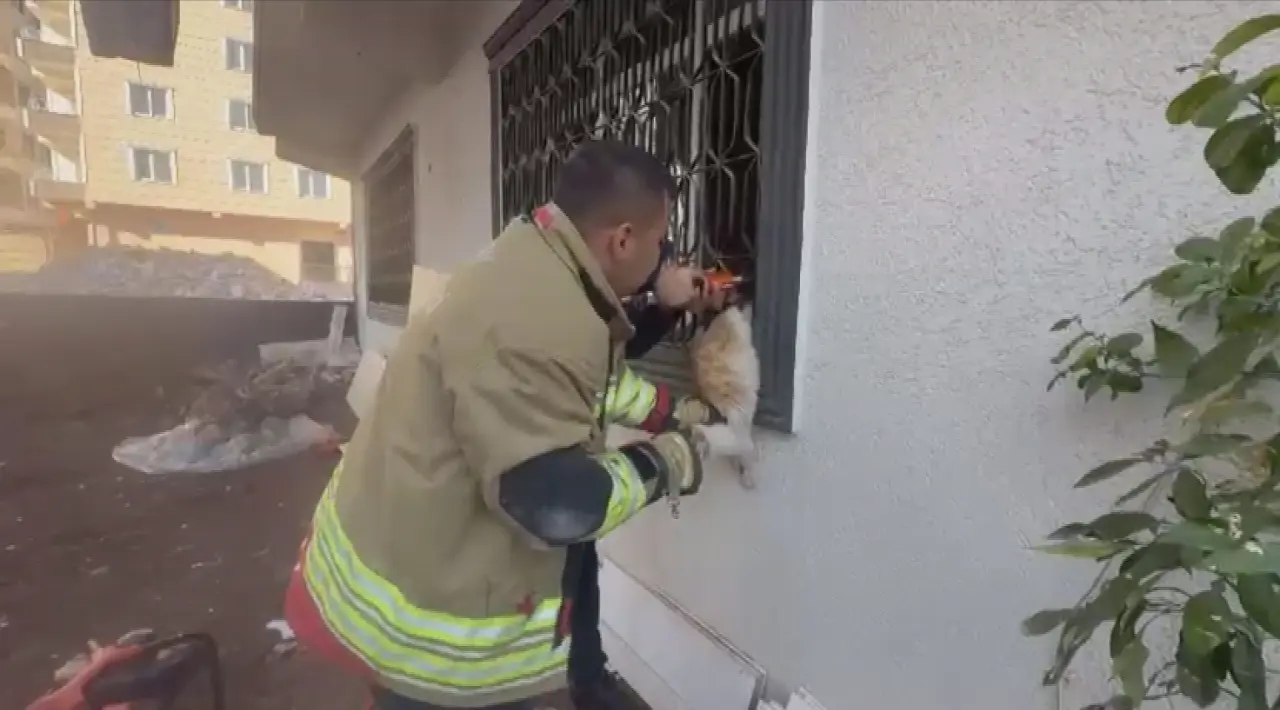 Mahsur kaldı, umutla miyavladı: İtfaiye kediyi kurtardı 1