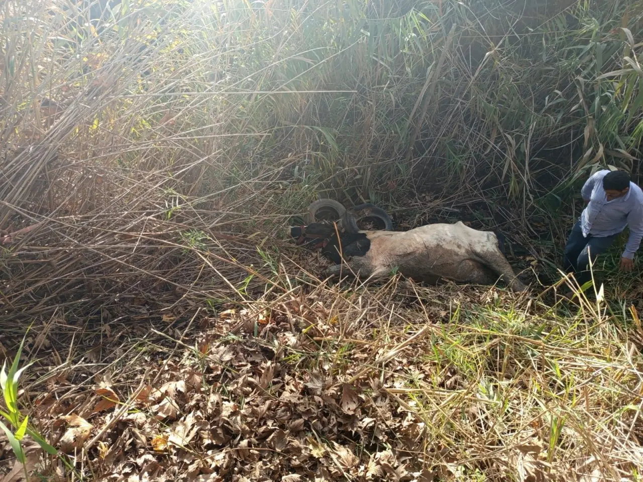 Hatay’da yürekleri ısıtan kurtarma: Dereye düşen inek için itfaiye seferber oldu 4