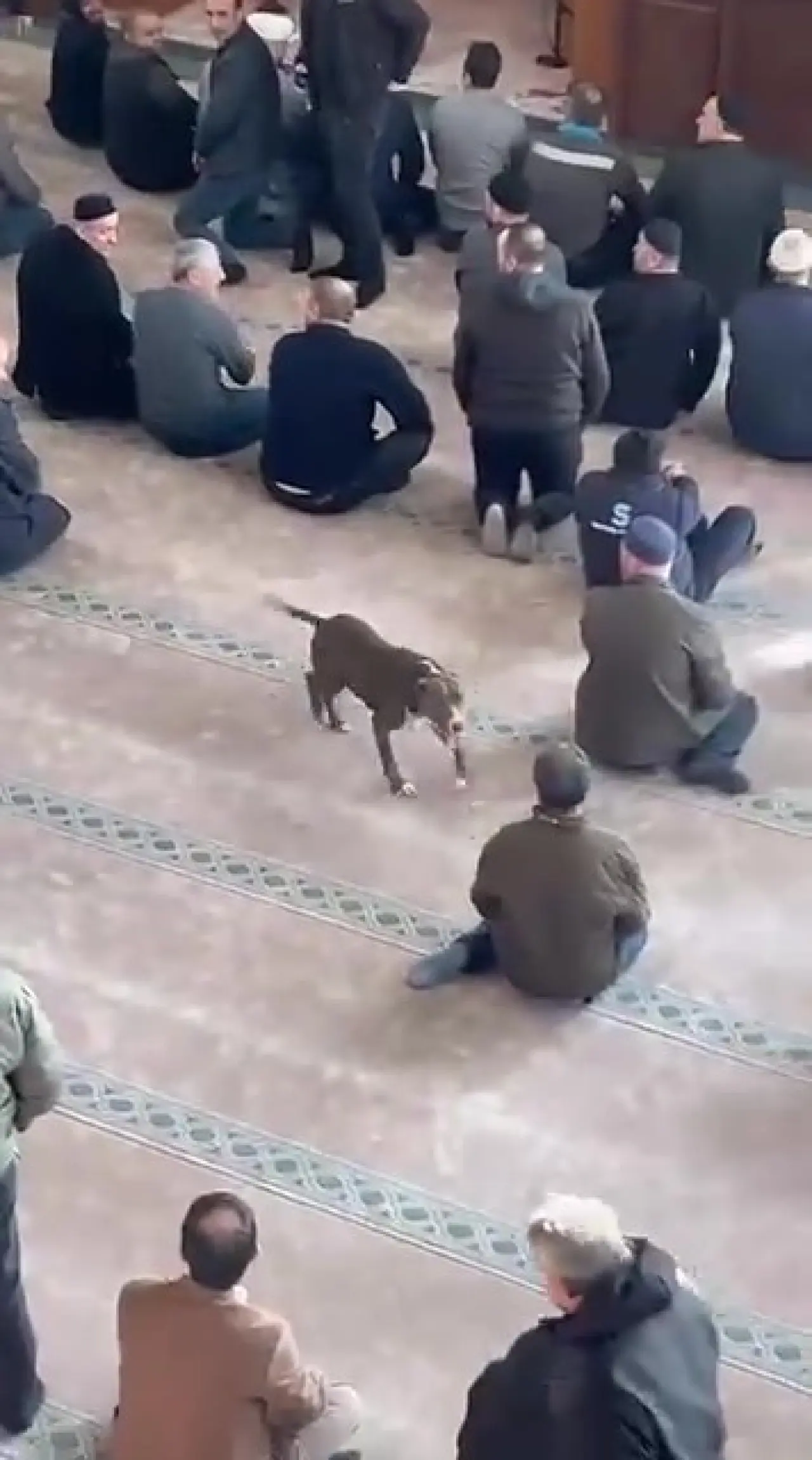 Kocaeli’de cuma namazı vakti camiye pitbull girdi! Cemaat korku dolu anlar yaşadı 2