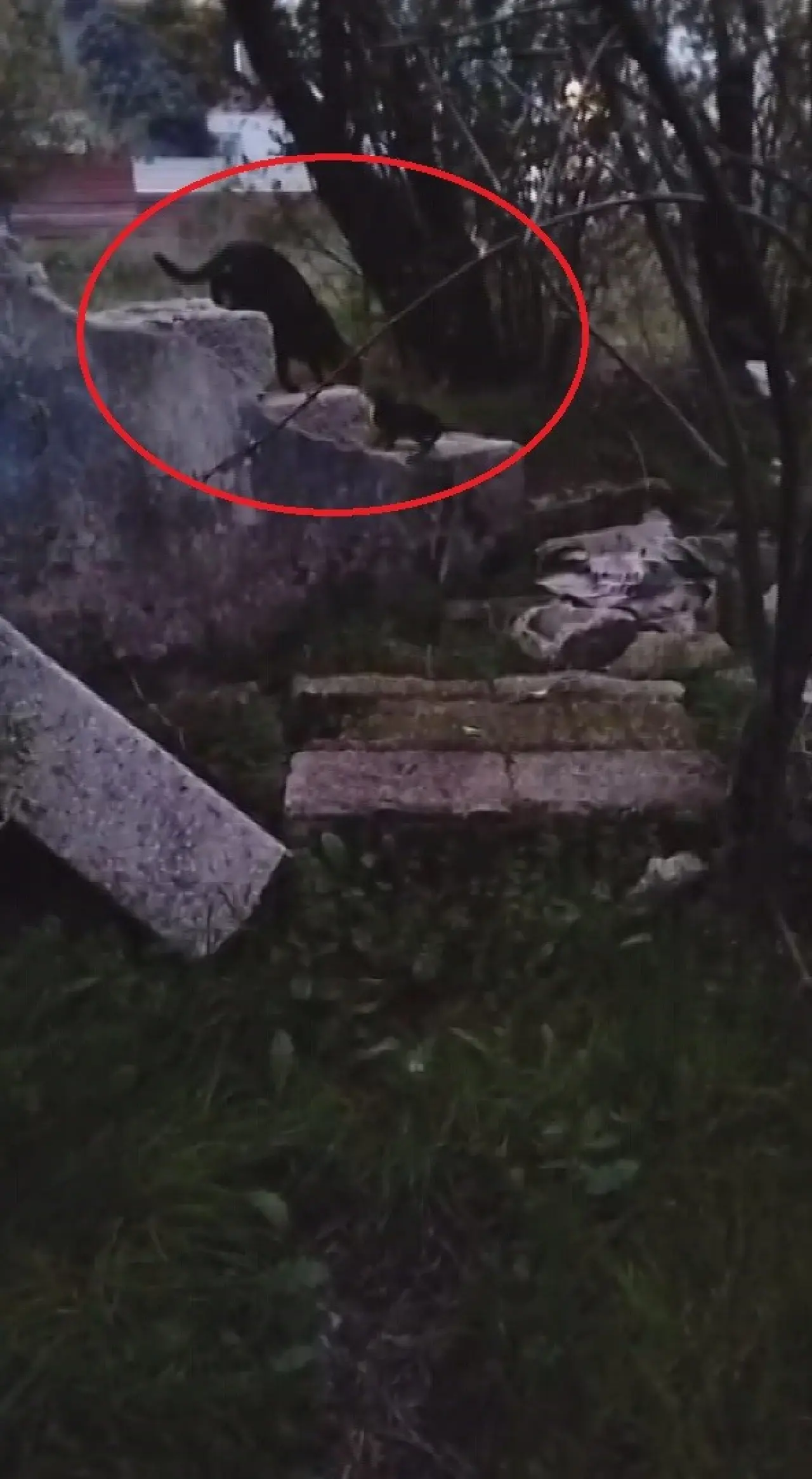 Hatay’da yavru kedi operasyonu! İtfaiye minik canı kurtardı 2
