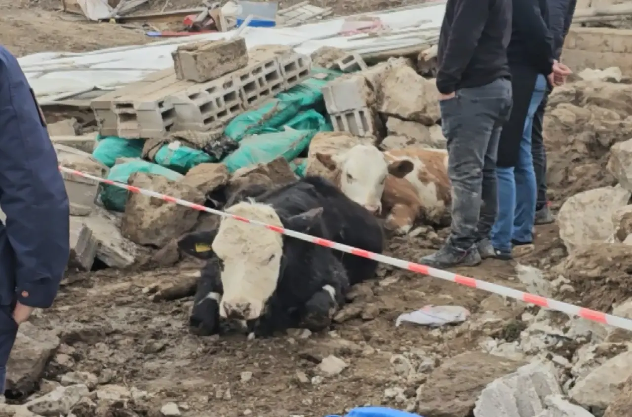 Aksaray’da ahır çöktü! 3 büyükbaş hayvan göçük altında kaldı 2