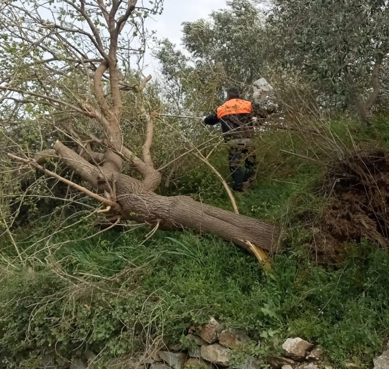 Düziçi’nde fırtına kabusu! Ağaçlar devrildi, yollar kapandı 2