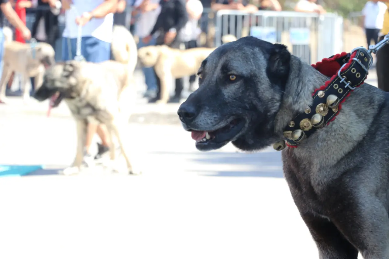 Sivas’ta Kangal Şöleni: 253 Köpek Güzellik Yarışmasında Podyuma Çıktı 9