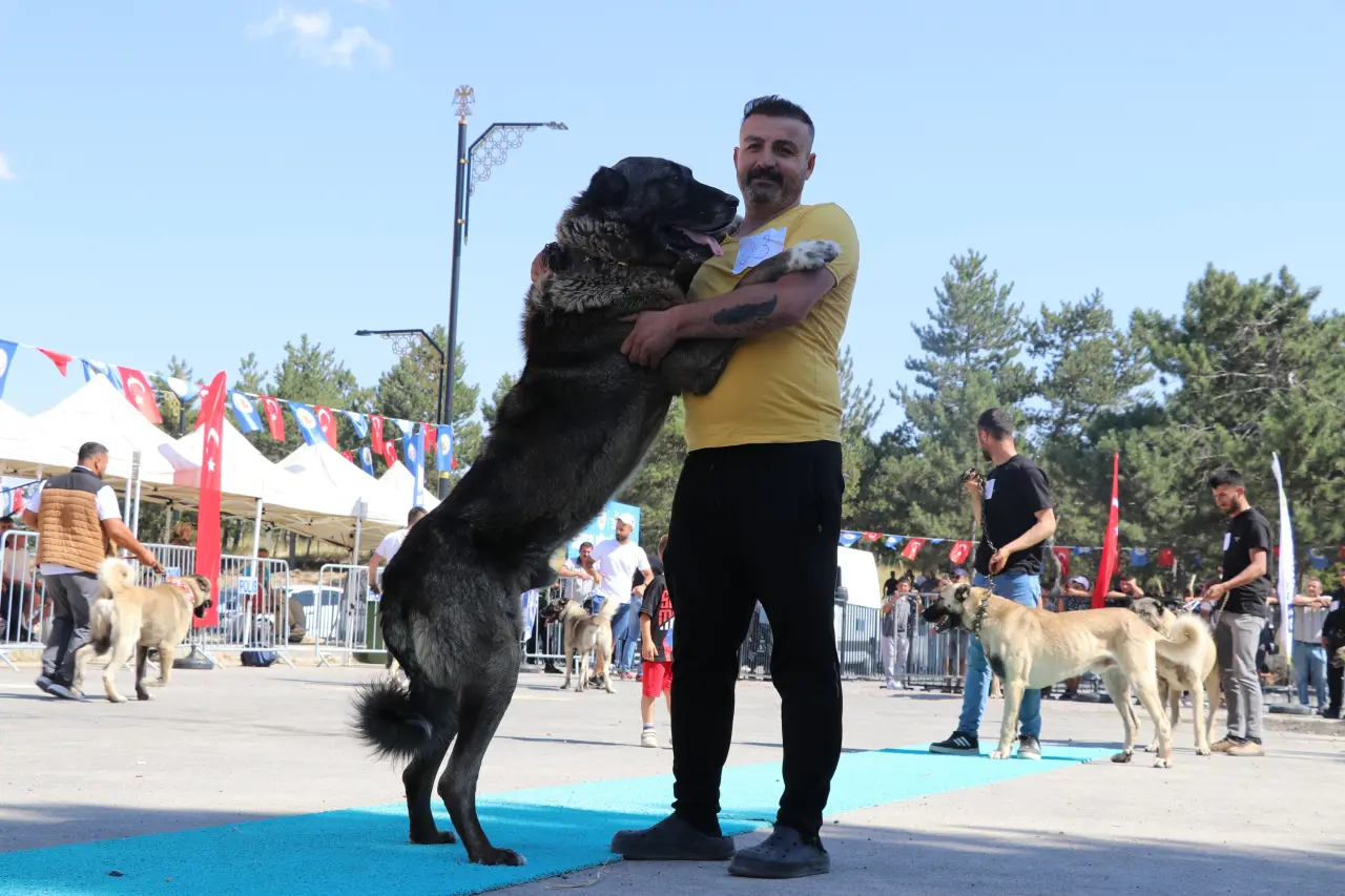 Sivas’ta Kangal Şöleni: 253 Köpek Güzellik Yarışmasında Podyuma Çıktı 4