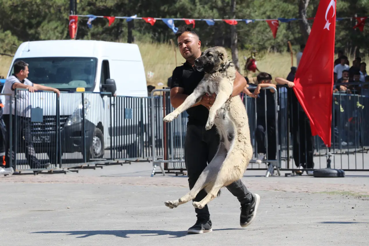 Sivas’ta Kangal Şöleni: 253 Köpek Güzellik Yarışmasında Podyuma Çıktı 10