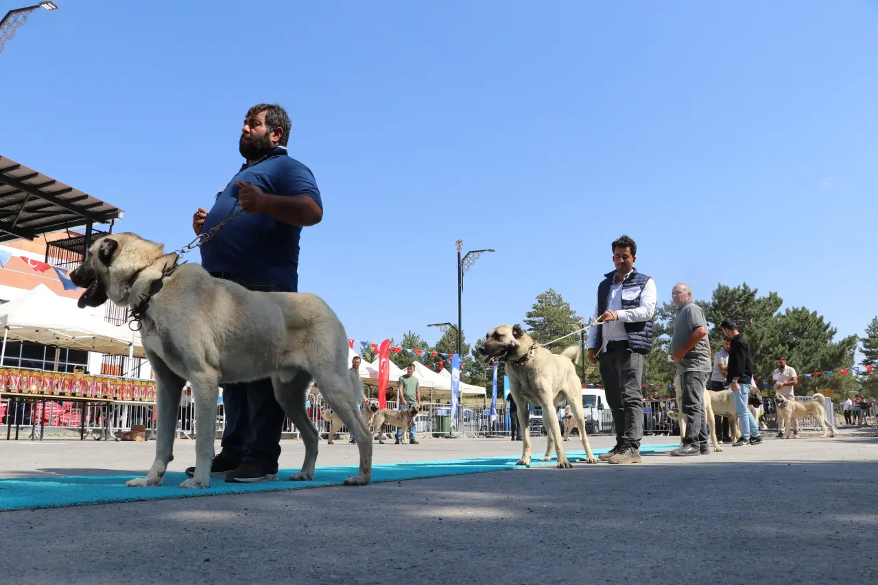 Sivas’ta Kangal Şöleni: 253 Köpek Güzellik Yarışmasında Podyuma Çıktı 5