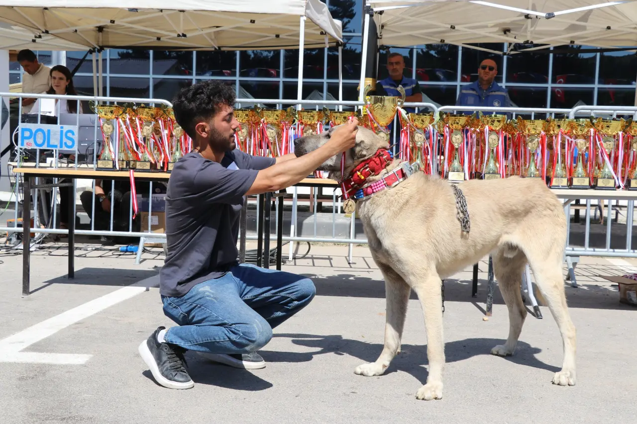 Sivas’ta Kangal Şöleni: 253 Köpek Güzellik Yarışmasında Podyuma Çıktı 8
