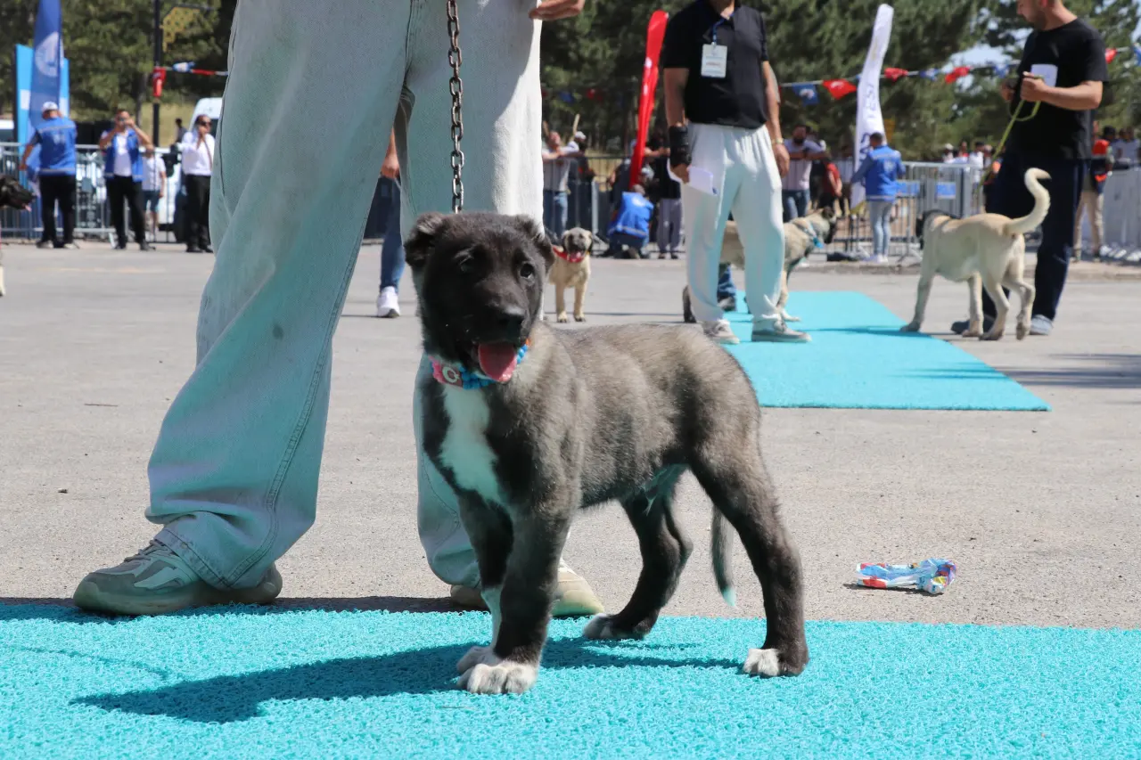 Sivas’ta Kangal Şöleni: 253 Köpek Güzellik Yarışmasında Podyuma Çıktı 7