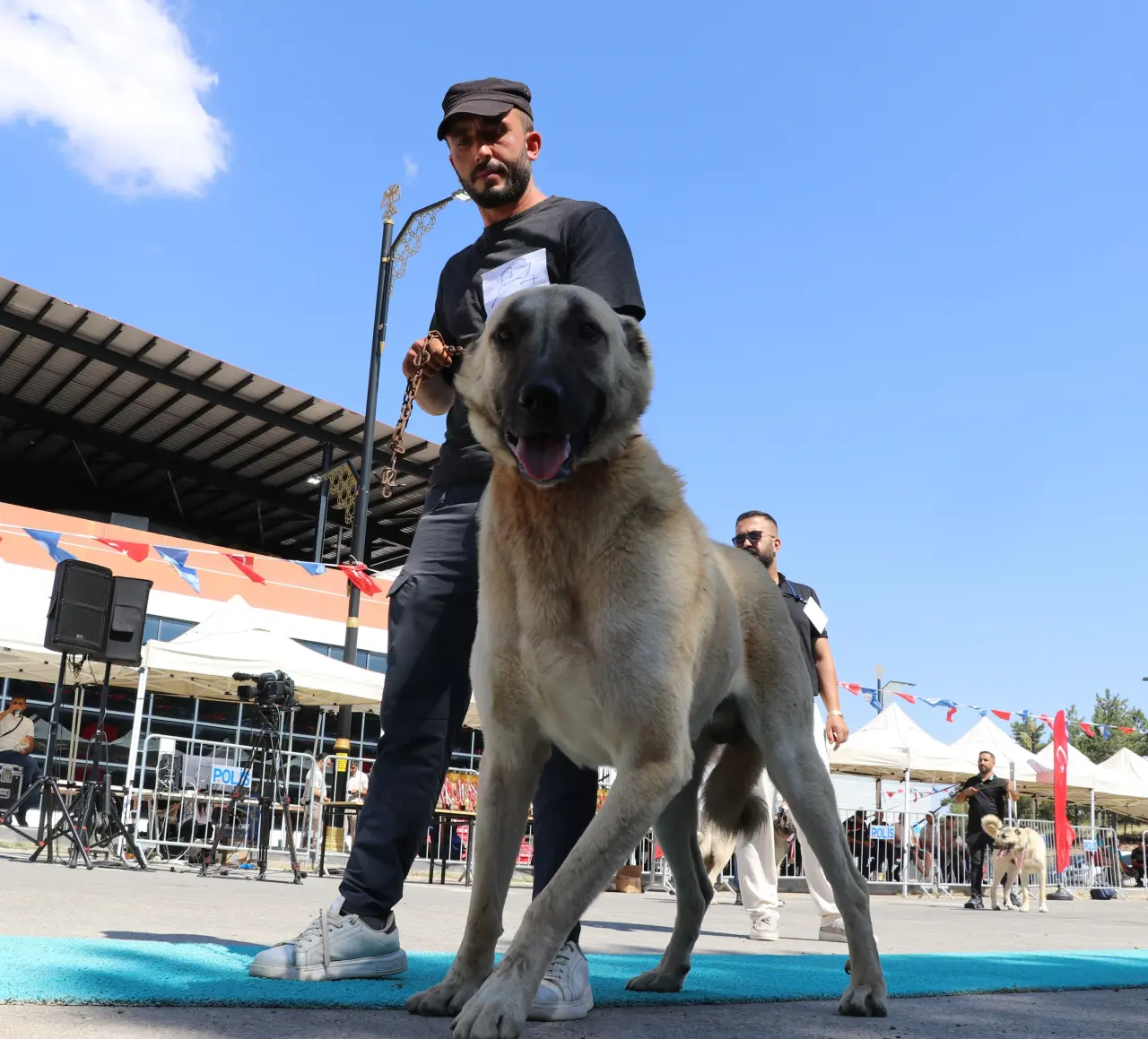 Sivas’ta Kangal Şöleni: 253 Köpek Güzellik Yarışmasında Podyuma Çıktı 3