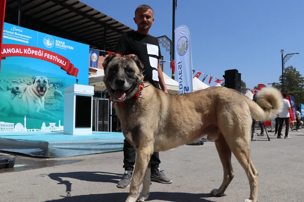 Sivas’ta Kangal Şöleni: 253 Köpek Güzellik Yarışmasında Podyuma Çıktı 11