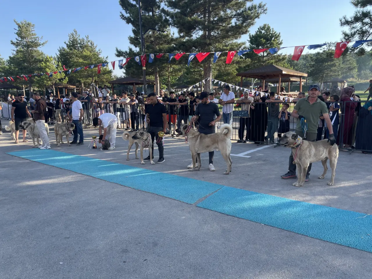 Sivas’ta Kangal Şöleni: 253 Köpek Güzellik Yarışmasında Podyuma Çıktı 12