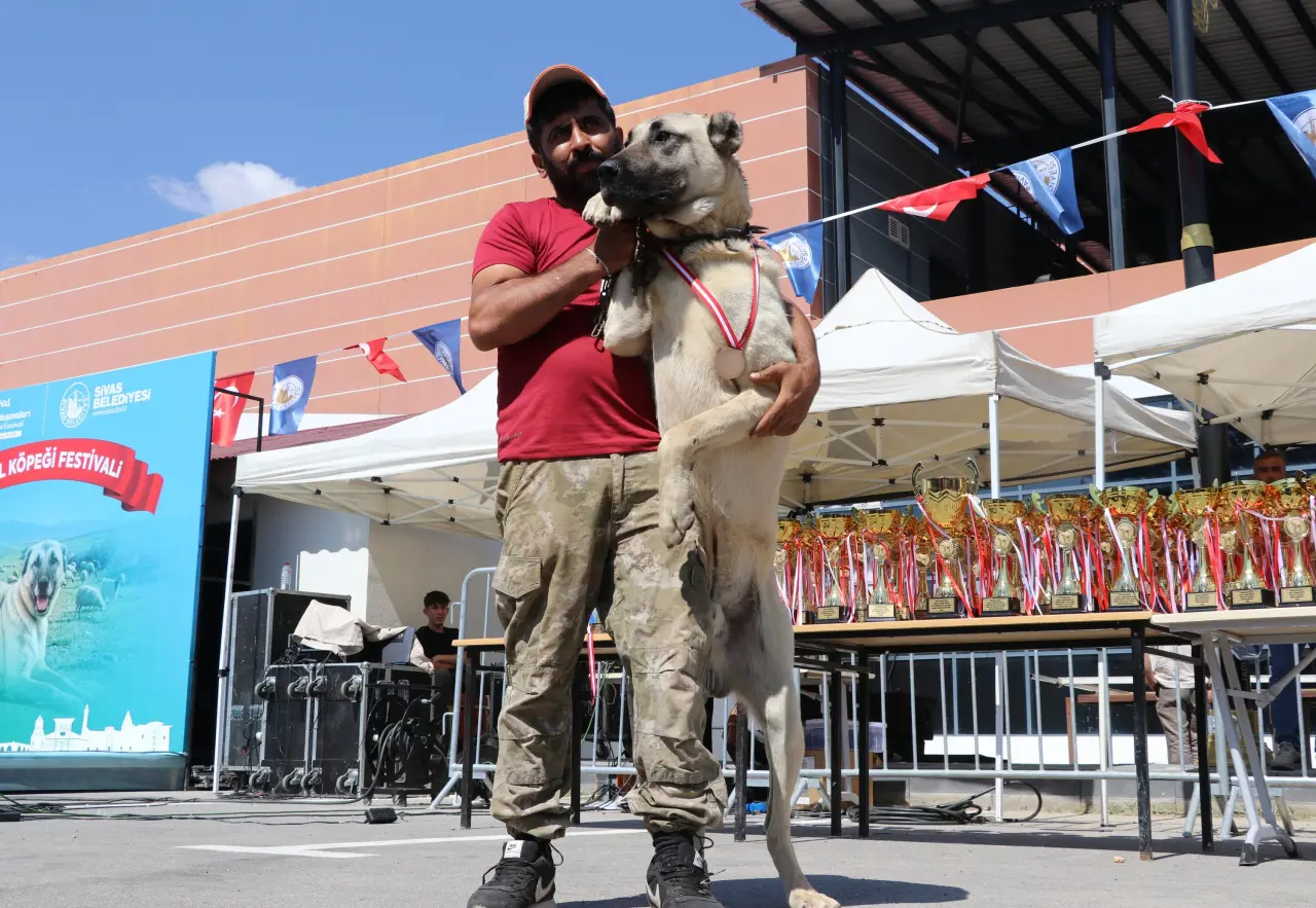 Sivas’ta Kangal Şöleni: 253 Köpek Güzellik Yarışmasında Podyuma Çıktı 2
