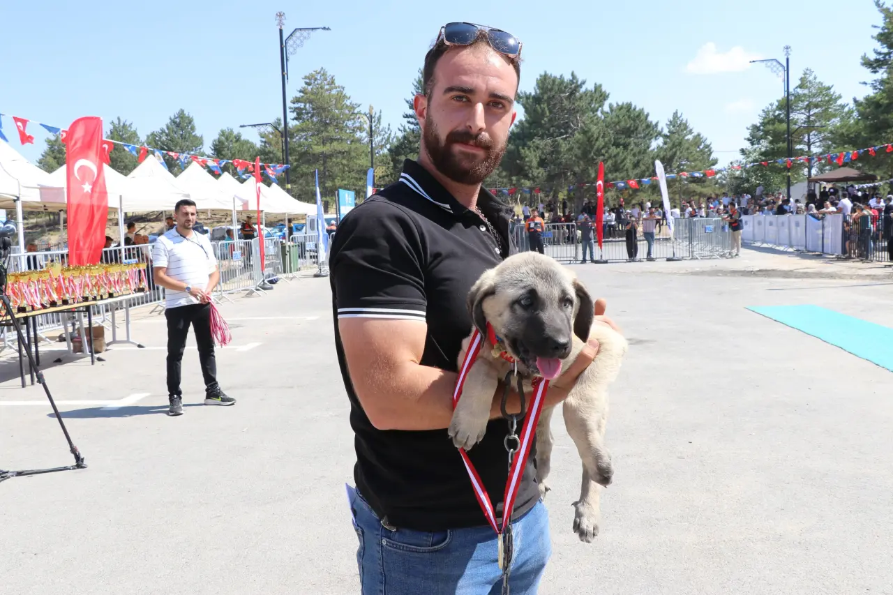 Sivas’ta Kangal Şöleni: 253 Köpek Güzellik Yarışmasında Podyuma Çıktı 6