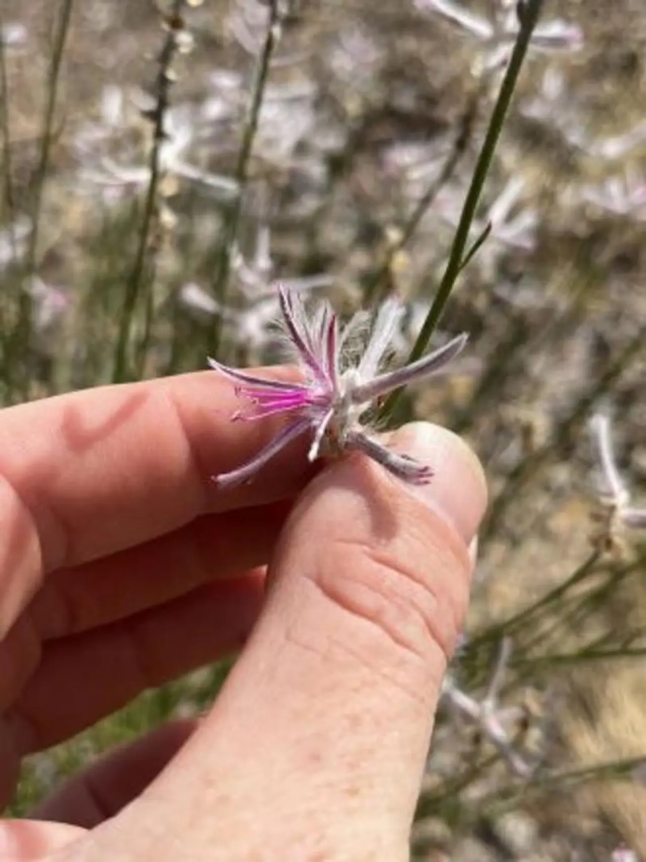Ptilotus senarius